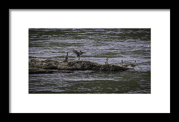 Loreley Framed Print featuring the photograph Cormorants and Geese 01 by Teresa Mucha