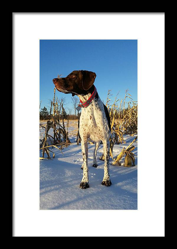 Gsp Framed Print featuring the photograph Corn Stalker by Brook Burling