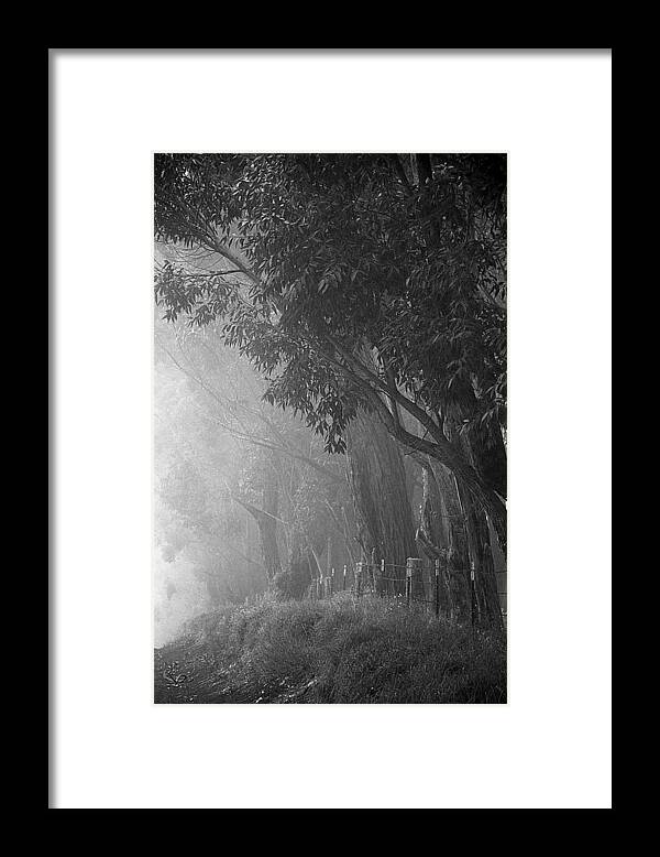 Trees Framed Print featuring the photograph Corridor of Mist by Lori Seaman