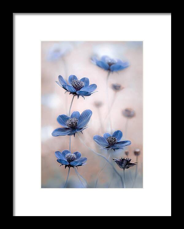 Flowers Framed Print featuring the photograph Cosmos Blue by Mandy Disher