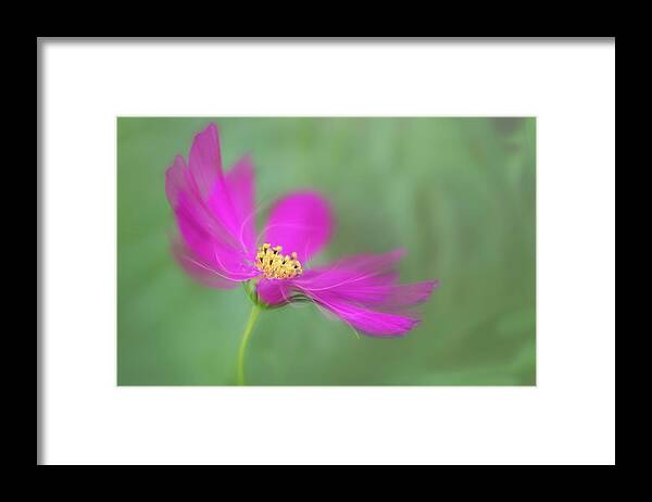Macro Framed Print featuring the photograph Cosmos gets ready for the prom. by Usha Peddamatham