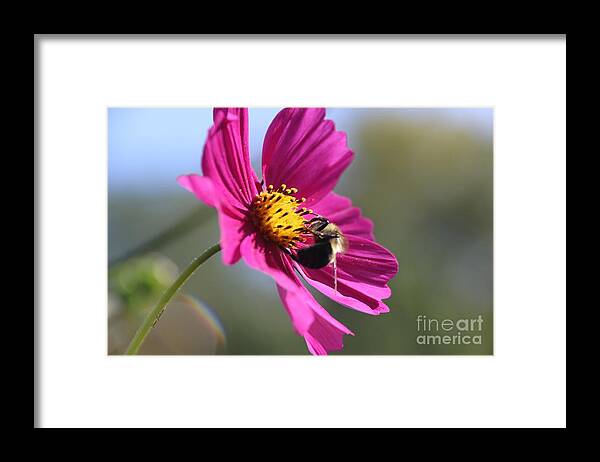 Bumblebee Framed Print featuring the photograph Cosmos with Bumblebee by Yumi Johnson