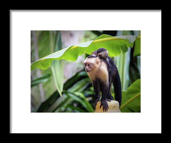 Costa Rica Framed Print featuring the photograph Costa Monkey Mama by Dillon Kalkhurst