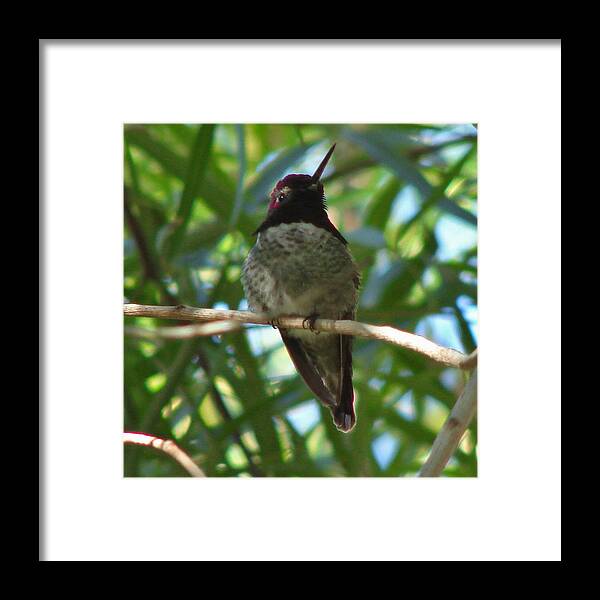 Hummingbird Framed Print featuring the photograph Costa's Hummingbird by Carl Moore