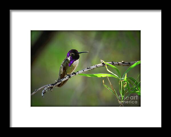 Costa's Hummingbird Framed Print featuring the photograph Costa's Hummingbird by Saija Lehtonen