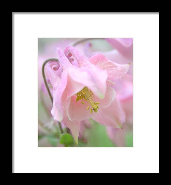 Flower Framed Print featuring the photograph Cotton Candy by Julie Lueders 