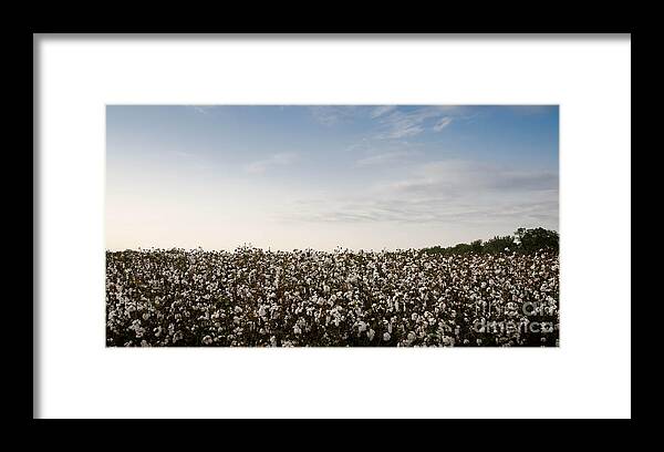 Fluffy Framed Print featuring the photograph Cotton Field 2 by Andrea Anderegg