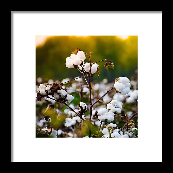 Sunset Framed Print featuring the photograph Cotton Field by Andrea Anderegg