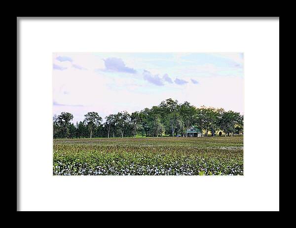 Landscapes Framed Print featuring the photograph Cotton Field In Georgia by Jan Amiss Photography