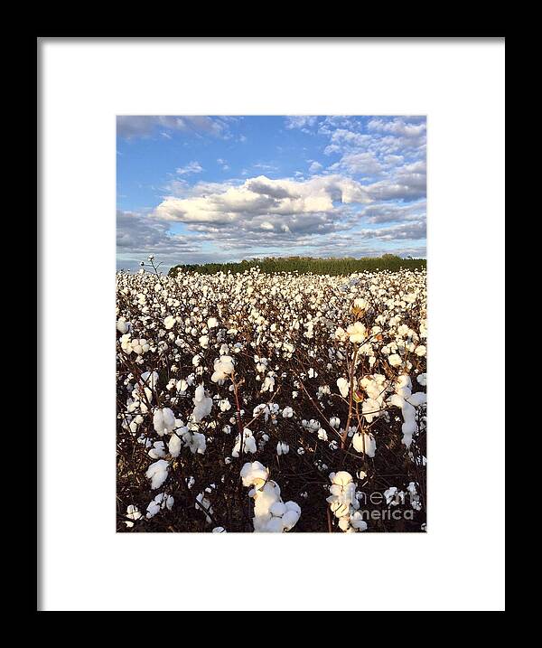 Cotton Field Framed Print featuring the photograph Cotton Field in South Carolina by Flavia Westerwelle