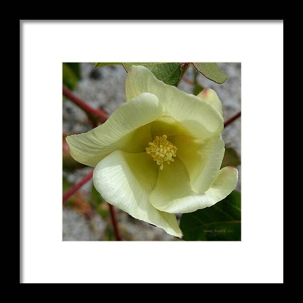 Cotton Flower Framed Print featuring the photograph Cotton Flower by Kume Bryant
