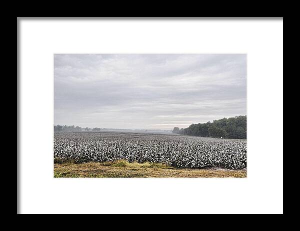 Landscapes Framed Print featuring the photograph Cotton Under The Mist by Jan Amiss Photography