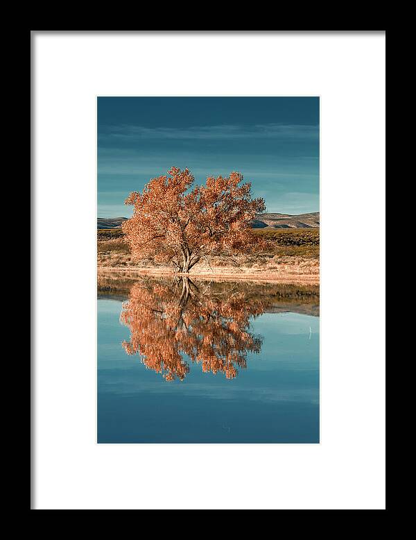 Birds Framed Print featuring the photograph Cotton wood tree by Usha Peddamatham