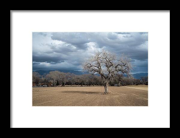 Albuquerque Framed Print featuring the photograph Cottonwood at the Albuquerque Open Space Visitor Center by Mary Lee Dereske