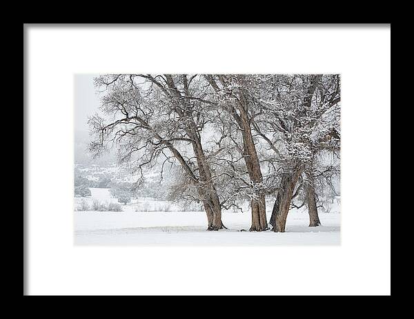 Cottonwood Framed Print featuring the photograph Cottonwood Companions by Denise Bush