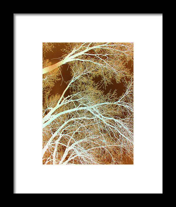 Cottonwoods Framed Print featuring the photograph Cottonwood Conflux by Cris Fulton