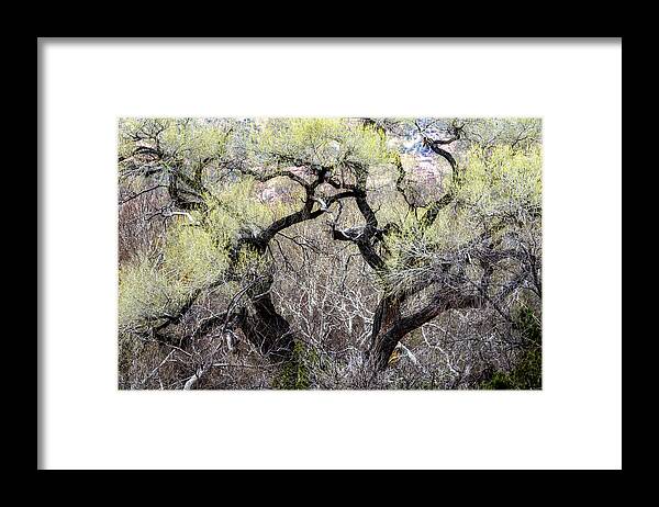 Cottonwood Framed Print featuring the photograph Cottonwood in Spring by Belinda Greb