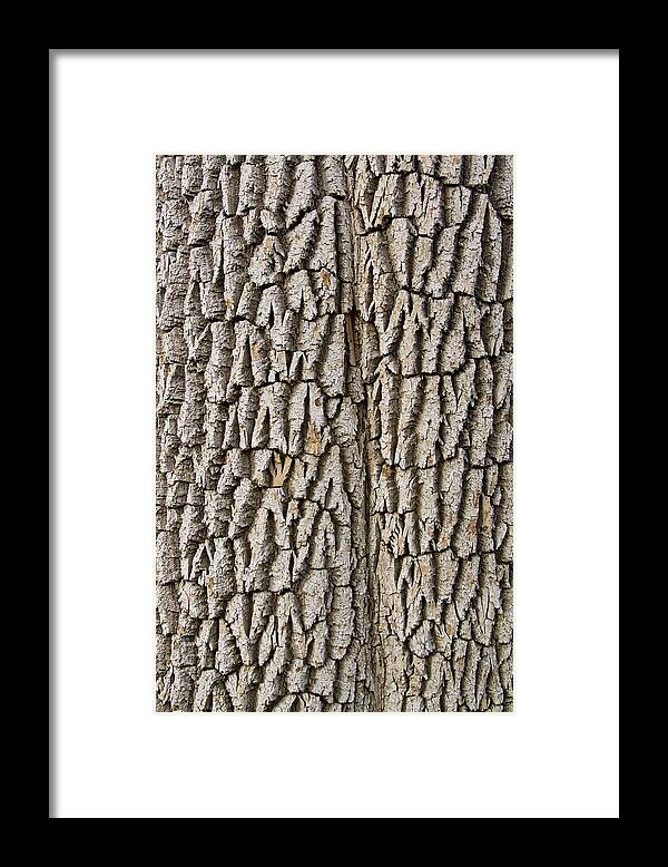 Texture Prints Framed Print featuring the photograph Cottonwood Tree Texture Print by James BO Insogna