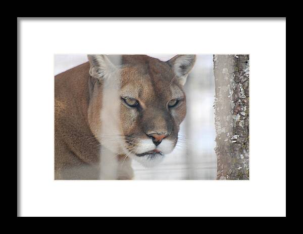 Cougar Framed Print featuring the photograph Cougar in Winter by Patty Vicknair