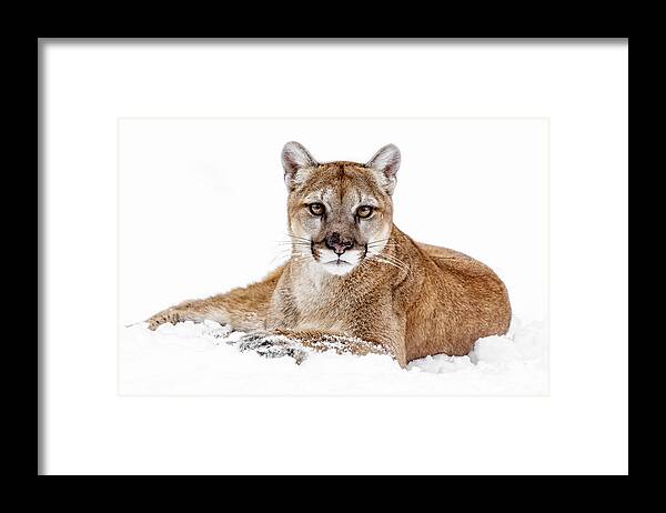 Cougar On White Framed Print featuring the photograph Cougar On White by Wes and Dotty Weber