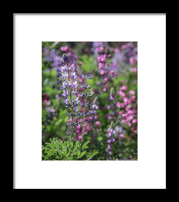 Lupinus Sparsiflorus Framed Print featuring the photograph Coulter's Field by Aaron Burrows