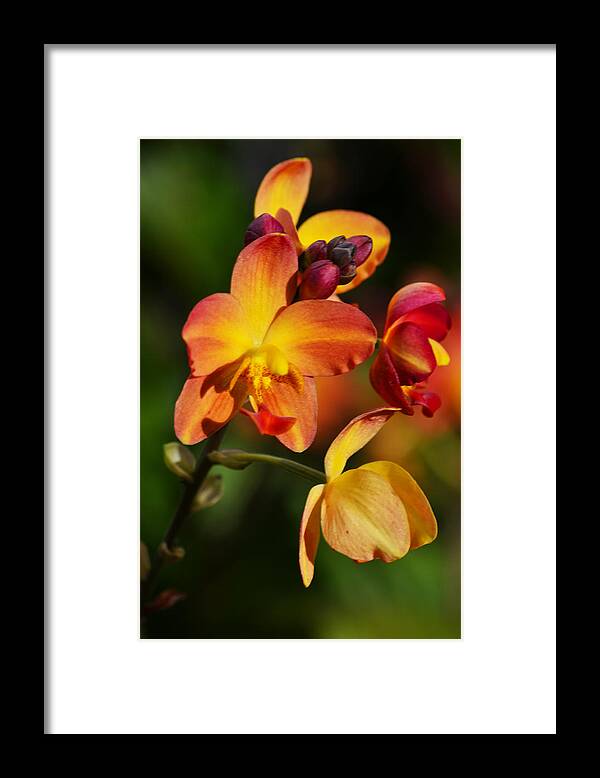 Flower Framed Print featuring the photograph Count Your Blessings by Melanie Moraga
