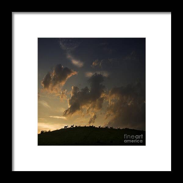 Sheep Framed Print featuring the photograph Counting the sheep before sleeping by Ang El