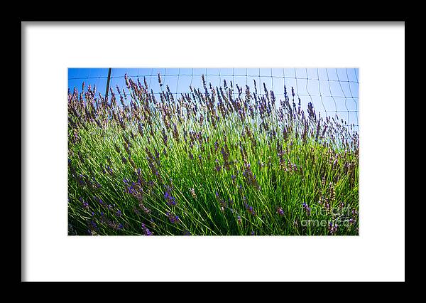 Flowers Framed Print featuring the photograph Country Lavender II by Shari Warren