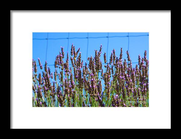 Flowers Framed Print featuring the mixed media Country Lavender IV by Shari Warren