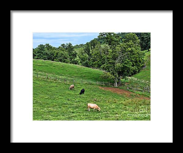 Cows Framed Print featuring the photograph Country Views - Cows in The Pasture by Kerri Farley