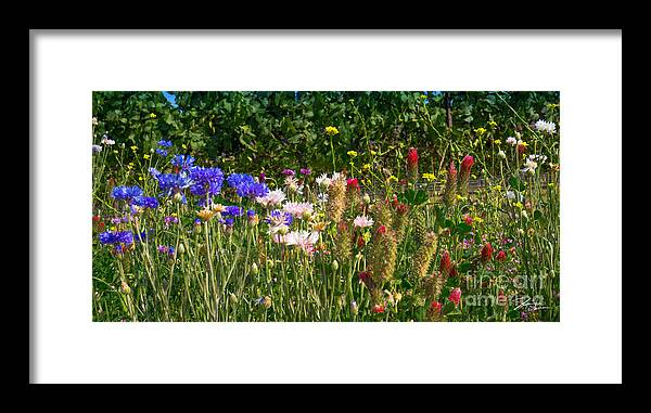 Flowers Framed Print featuring the photograph Country Wildflowers IV by Shari Warren