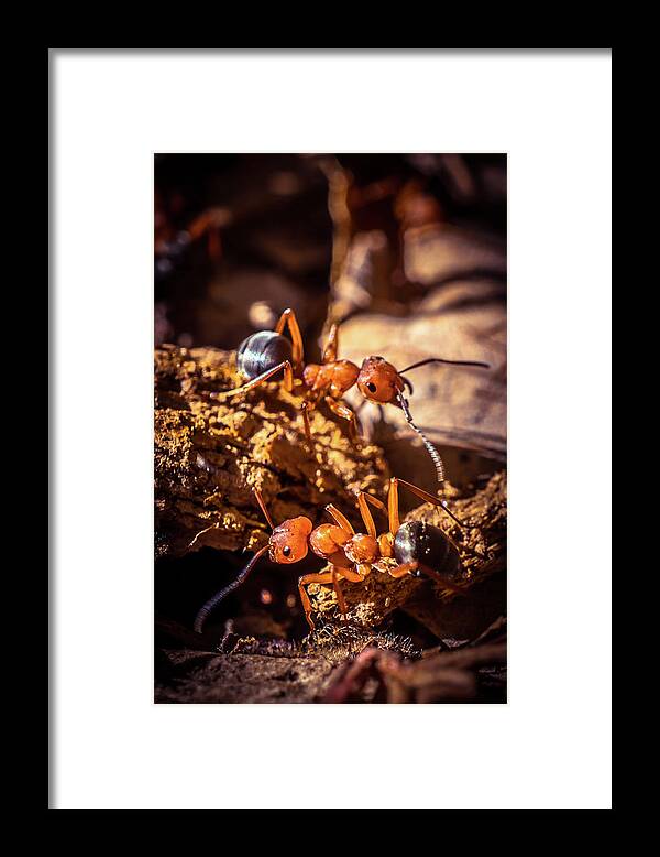 Ant Framed Print featuring the photograph Couple of Ants by Lilia S