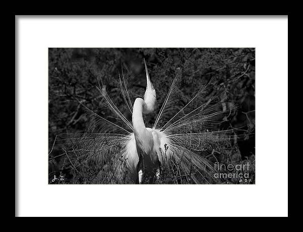 Egret Framed Print featuring the photograph Courtship Plumes by John F Tsumas