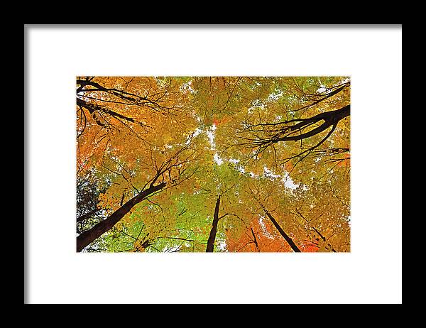 Maple Framed Print featuring the photograph Cover Up by Tony Beck