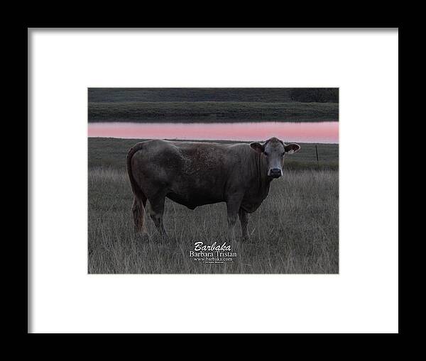 Art Framed Print featuring the photograph Cow #5106 by Barbara Tristan