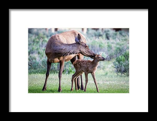 Elk Framed Print featuring the photograph Cow and Calf Elk by Wesley Aston