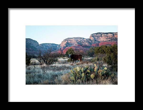 Cow Framed Print featuring the photograph Cow at Red Rock by Susie Weaver