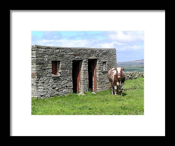 Cow Framed Print featuring the photograph Cow Barn in Ireland by Jeanette Oberholtzer