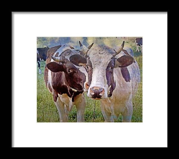 Cow Framed Print featuring the photograph Cow Duo by Marty Koch