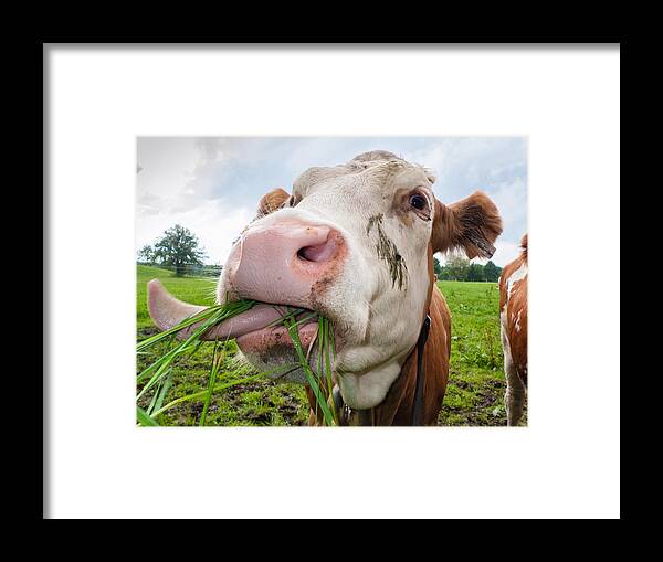 Cow Framed Print featuring the photograph Cow eating fresh grass by Matthias Hauser