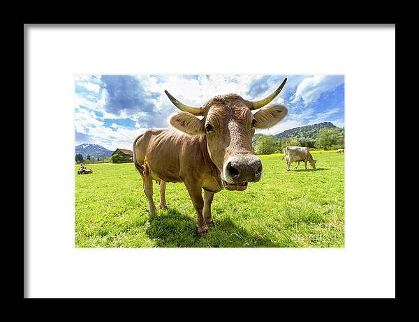 Photography Framed Print featuring the photograph Cow in Meadow by MGL Meiklejohn Graphics Licensing