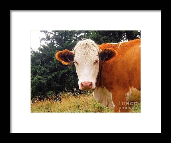Photography Framed Print featuring the photograph Cow in Pasture by MGL Meiklejohn Graphics Licensing