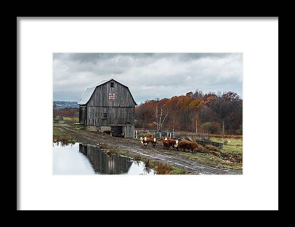 Cows Framed Print featuring the photograph Cow Life by Jaime Mercado