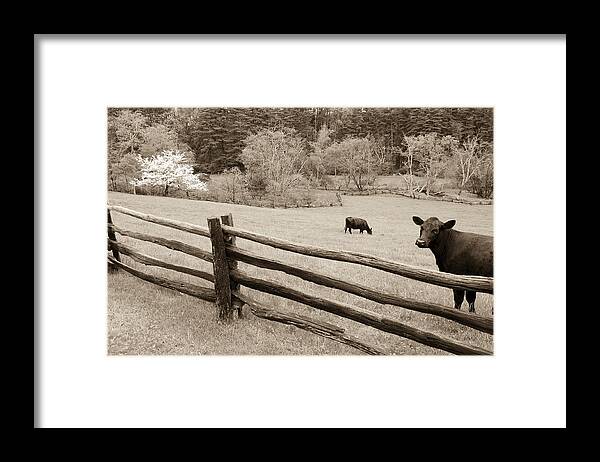 North Carolina Framed Print featuring the photograph Cow Looking Over Split Rail Fence on the Blue Ridge Parkway by John Harmon