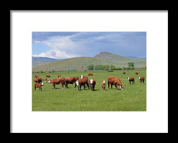 Cows Framed Print featuring the photograph Cows and Calves by Kae Cheatham
