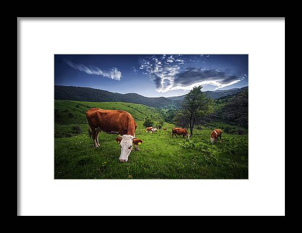 #nature #bird #animal #wildlife #animals #insect #travel #wild #butterfly #portrait #kosovo #green #greatnature #flower #village #sunset #forest #cows Framed Print featuring the photograph Cows by Bess Hamiti