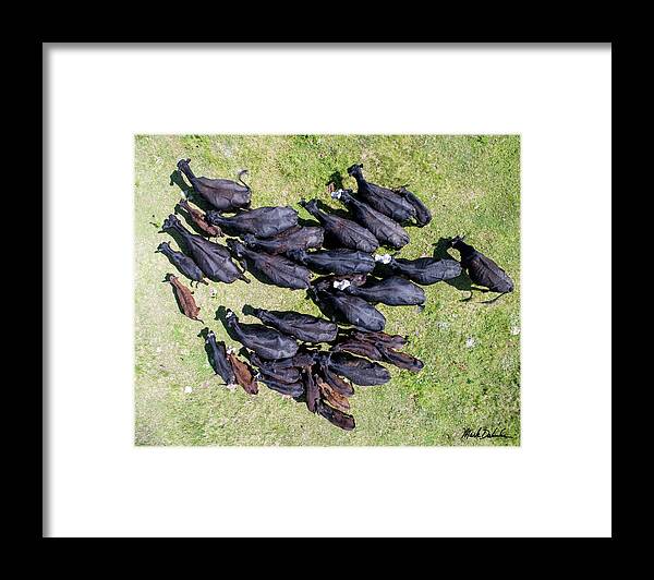 Cow Framed Print featuring the photograph Cows from Above by Mark Dahmke