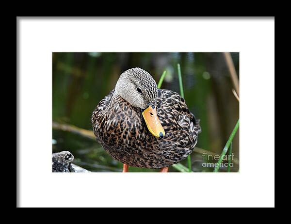 Mottled Duck Framed Print featuring the photograph Coy Duck by Julie Adair