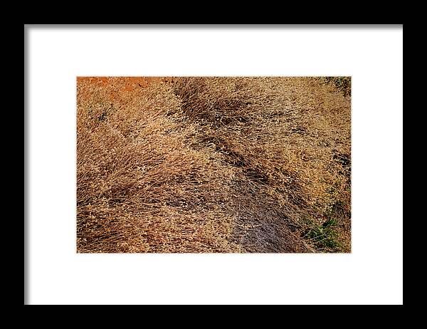 Landscape Framed Print featuring the photograph Coyote Brush by Ron Cline