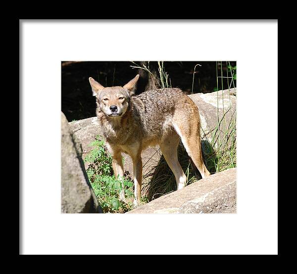 Coyote Framed Print featuring the photograph Coyote Grin by Eric Liller
